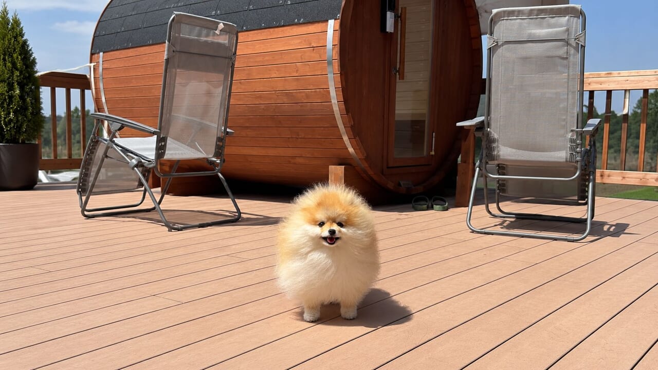 愛犬と過ごす